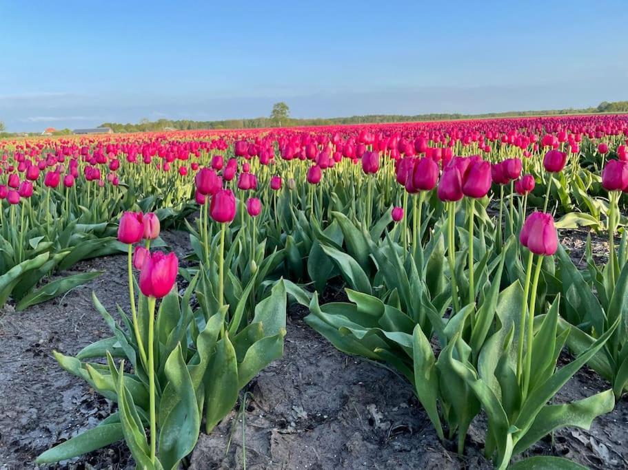Luxe Vakantiehuis Met Prive Wellness Zuidwolde  エクステリア 写真